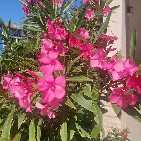 Near The بولا
