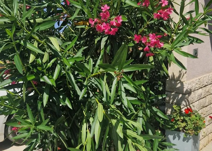 Apartament Near The Pula